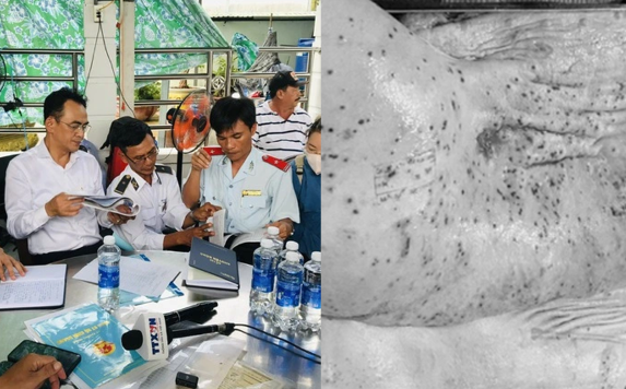 Công ty C.P nói heo bệnh được tiêu huỷ, không tiêu thụ: Vậy tại sao phải giết mổ trước? Việc nấu cho cá ăn có đúng quy định?