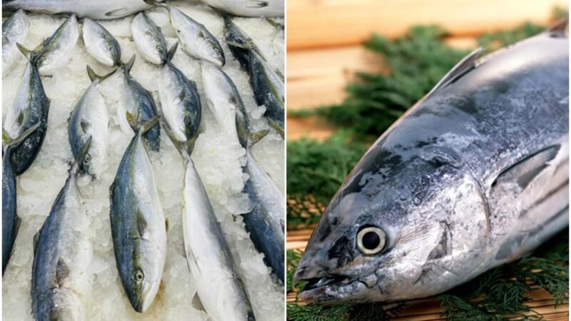 Rõ nguyên nhân khiến người đàn ông su:y th:ận sau khi ăn cá biển tự câu