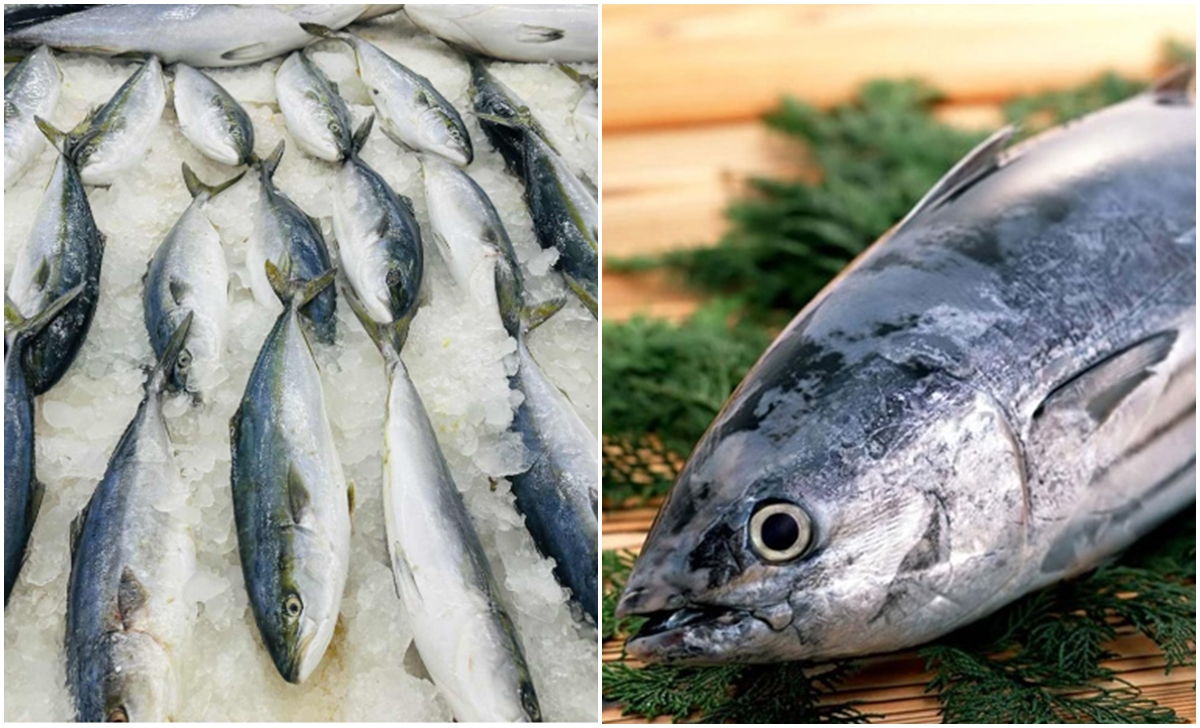 Rõ nguyên nhân khiến người đàn ông su:y th:ận sau khi ăn cá biển tự câu