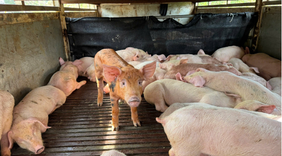Ôi dồi ôi: Phát hiện 97 con h:eo s:ùi b:ọt mép, m:ắc dị:ch t:ả heo châu Phi đang trên đường đưa đi tiêu thụ