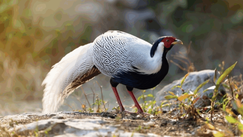 Thông tin người mua gà của anh Thái Khắc Thành, nghi từng liên quan vụ án tương tự?