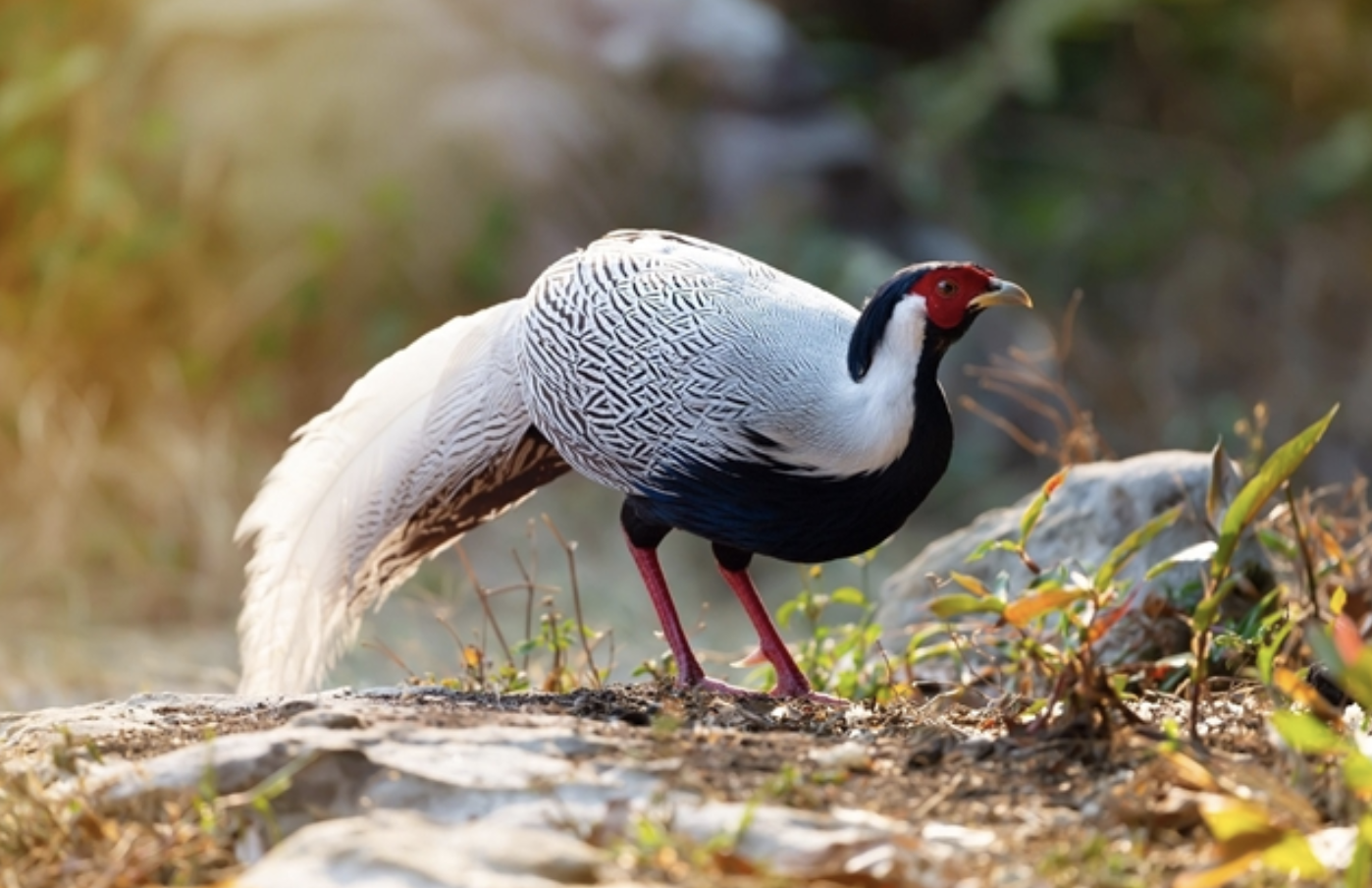 Thông tin người mua gà của anh Thái Khắc Thành, nghi từng liên quan vụ án tương tự?