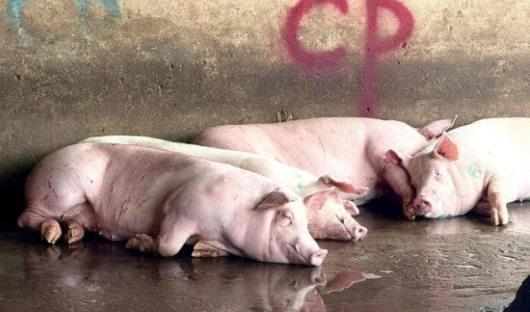 Diễn biến mới nhất vụ C.P. bị tố bán thịt heo b:ệnh: Người tố cáo nhận giấy triệu tập nhưng tiết lộ lý do từ chối đến