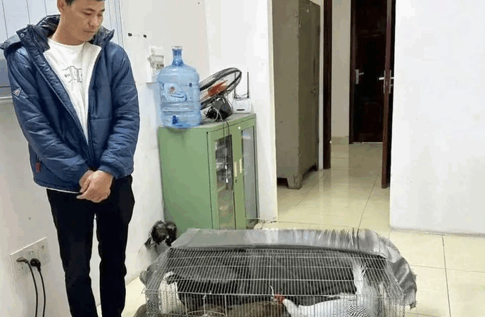 Vụ lĩnh 6 năm tò vì nuôi bán 13 con gà lôi trắng: Có tình tiết giảm nhẹ trách nhiệm hình sự ?