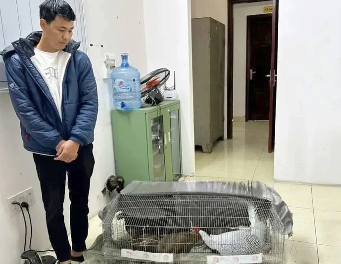 Vụ lĩnh 6 năm tò vì nuôi bán 13 con gà lôi trắng: Có tình tiết giảm nhẹ trách nhiệm hình sự ?