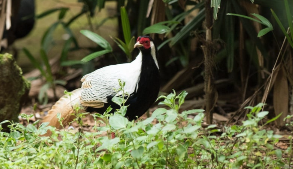 Từ vụ án gà lôi trắng: Nuôi gà lôi trắng sinh sản có nên được khen thưởng?