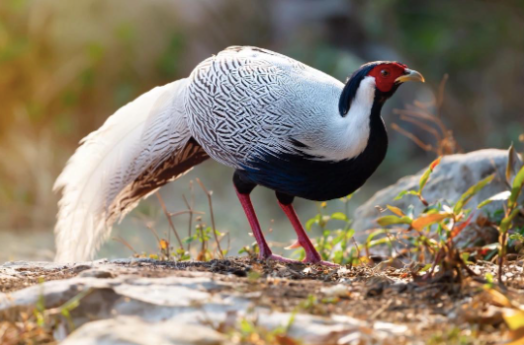 Không chỉ gà lôi trắng, lộ diện danh mục gà, vịt quý hiếm nếu nuôi trái phép có thể bị xử lý hình s:ự