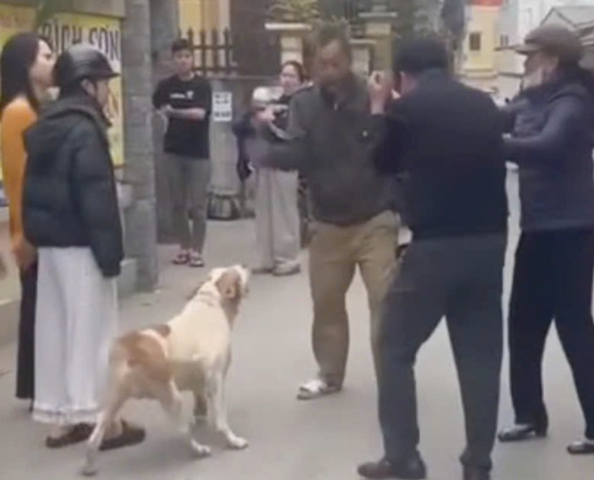 Luật sư phân tích vụ “điều” chó d:ữ lao vào đám đông ở Hà Nội: ‘Rõ hà:nh vi t:ội ph:ạm’.