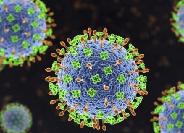 Bộ Y tế cảnh báo ng:uy c:ơ từ v:ir:us Nipah: Chưa có vắc xin, tỉ lệ t:ử vo:ng rất cao.