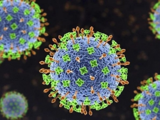 Bộ Y tế cảnh báo ng:uy c:ơ từ v:ir:us Nipah: Chưa có vắc xin, tỉ lệ t:ử vo:ng rất cao.