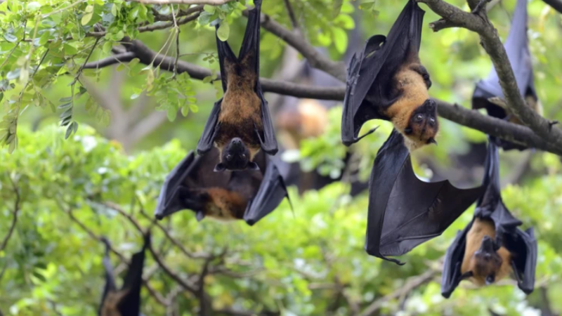 Rõ 5 điểm khiến v:iru:s Nipah trở nên đặc biệt ngu:y hi:ểm: Ai nghe xong cũng phải sợ.