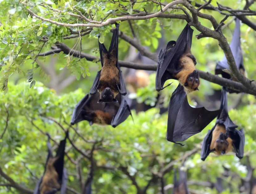 Rõ 5 điểm khiến v:iru:s Nipah trở nên đặc biệt ngu:y hi:ểm: Ai nghe xong cũng phải sợ.