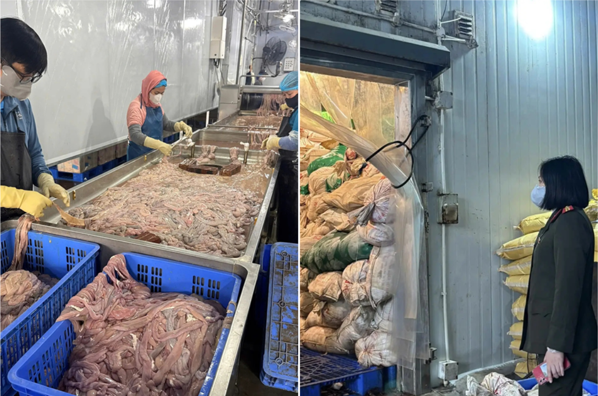 Hơn 60 tấn lò:ng lợ:n bố:c mù:i nằm trong kho lạnh nhiều tháng ở Hà Nội, chờ tuồn ra thị trường: Sợ quá đi thôi.